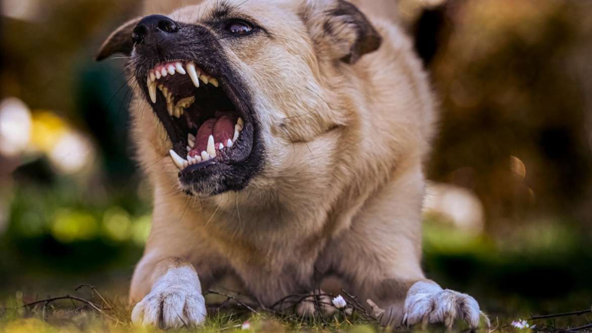 Dog Bite: Concurrent Liability